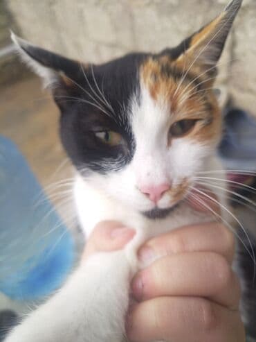 Другие животные: В добрые руки — 1