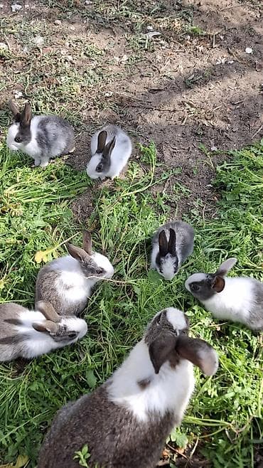 Собаки: Boz-ağ rəng gammasında dekorativ dovşan balaları - Növ — 4