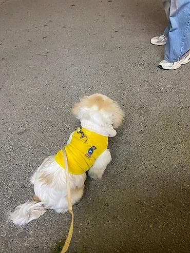 it: Pekines, 5 ay, Erkek — 2