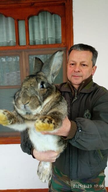 Digər kənd təsərrüfatı heyvanları: Dovşanlar Flandr cinsli. Flandr cinsli dovşan balaları satılır. Ən — 2