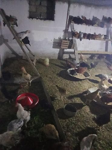 toyuq boğazı: Toyuq, Ətlik, Ünvandan götürmə — 2