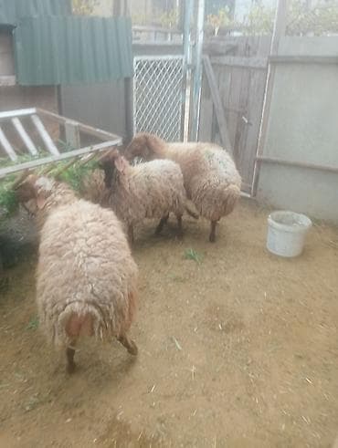 alpin keçisi satanlar: 3 erkək 2 disi quzular 9 ayliqdilar qala cinsi qarisiqdi.Diri cəkisi — 1