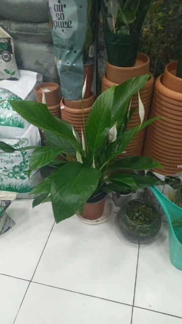 Gübrələr: Gül satsi Vathcapa yazın isdediyniz gülü ünvanda catraq Otaq gülleri — 13