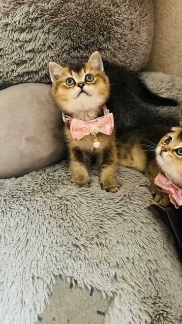 pişik latok: Şinşilla, Dişi — 14