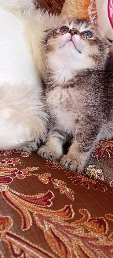 mingəcevir pişik: Şotland — 10