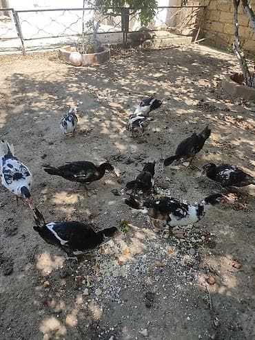 balaca itler satilir: Tam sagllam Lal ordekler. 10 ededi. qiymet. hamsina. aiddi tek tek — 3