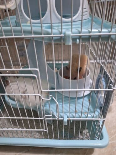 cuce qefes: Hamster üçün tam dəst qəfəs - Ölçü: kompakt masaüstü, çoxmərtəbəli — 3