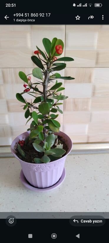 ağacların dərmanlanması: Otaq bitkiləri — 2