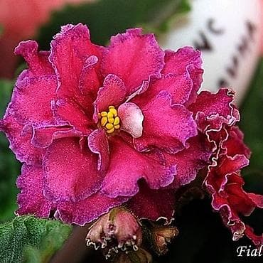 dibcek gulleri satisi: Fialka statiorlari 4azn. Saglam və yeni sortlar buyurun vatsap var — 10