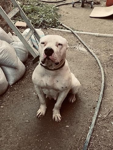 Pitbul, 3 il, Dişi, Peyvəndli, Ünvandan götürmə