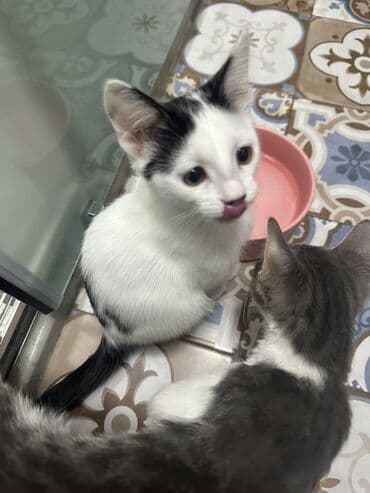 pekines it satisi: Yaxşı əllərə — 5