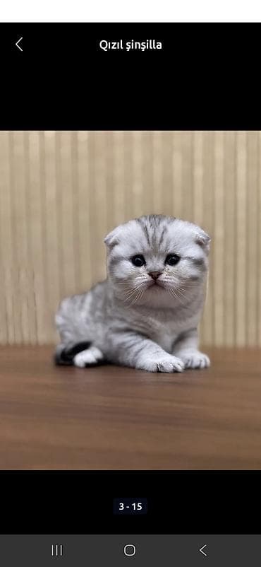 scottish fold satilir: Şotland, Erkək, Dişi — 6
