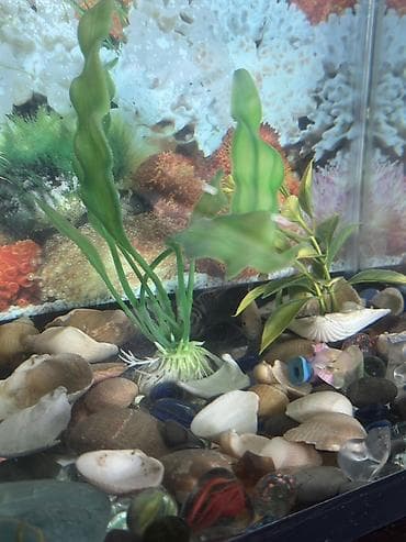 akva ayaqabılar: Dördbucaq akvarium, Balıqlarla birlikdə, 32 l — 2