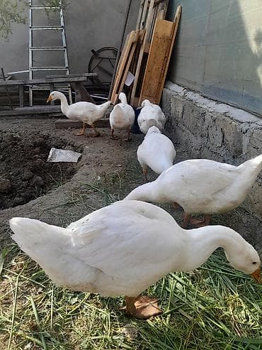 cucelerin satisi: Linda qazları. Mart ayının 21 yumurtadan çıxmış balalardır . Ətlik — 3
