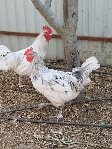 Сельхоз птицы: Məhsul: Xoruzlar ve mayali yumurtalar satisda Təsvir: - — 7