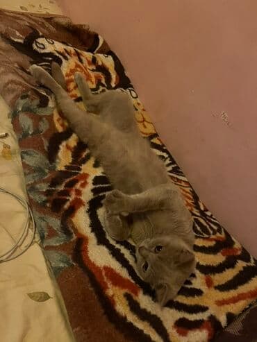 pişik üçün daraq: Yaxşı əllərə — 4