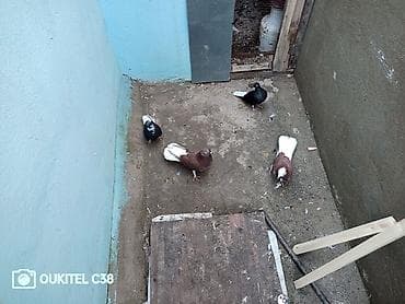 goyercin: Qiymət 4 dünə aidi 2 maya 2 Erkey erkeyler babayevisqidi mayalar təmiz — 3