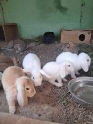 cins ineklerin satisi 2019: Mini Lop tipli qulaqları sallanan dekorativ dovşan balaları Böyukdulər — 1