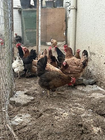 toyuq broyler: 13 denedi real alcya endrim olcaq barter yoxdu — 2