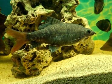 oskar balığı: Labeo balığı, Sülhsevər, Ünvandan götürmə — 3