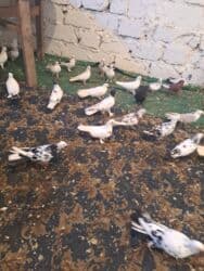 quş yuvasi: 4 manat Təsvir: - Növlər: müxtəlif rəng və naxışlarda ev/oyun — 10