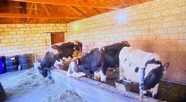 xacmaz rayonu: 12 sot, Kənd təsərrüfatı, Kupça (Çıxarış) — 9