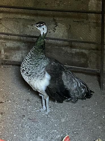 Tovus dişisi (pavo) – dekorativ quş - Növ: Tovus (dişi). Başında xas — 3