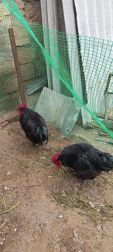 xarkov toyuqlari: Toyuq, Yumurtalıq — 4