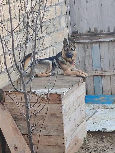 cins dana: Alman çoban iti — 1