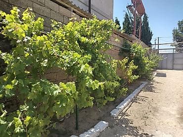 Satılır: həyət evi Əlaqə nömrəsi: 0506307210 - Tikinti: daş divarlar — 6