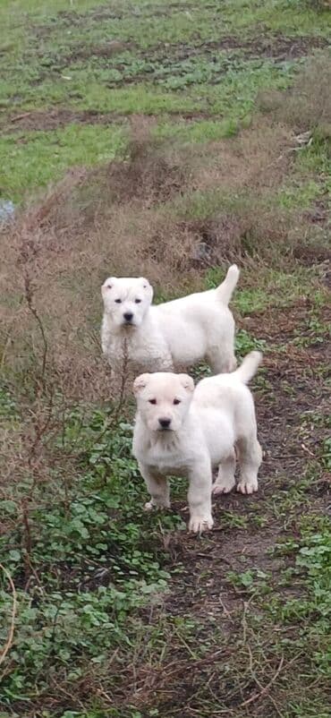 Alabay, 2 ay, Dişi, Peyvəndli, Ödənişli çatdırılma lalafo.az -da Alabay, 2 ay, Dişi, Peyvəndli, Ödənişli çatdırılma