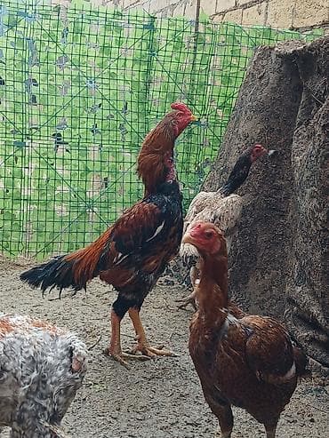 naxcivan heyvan elanlari: Oh wamo xoruzu temiz oh wamo alman qan deyiwmey isdeyirem deye ozine — 9