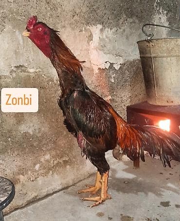 Salam elekum menim doluyumdu 2 yasi var bir gozu kordu heyvana soz ola