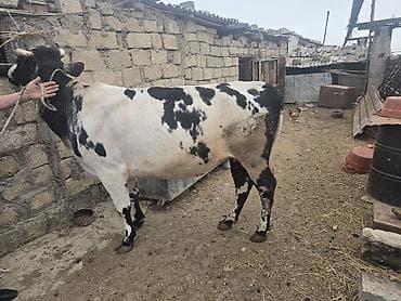 balalı inəklər: Kök düye 0553011600 vacapa yazin — 6