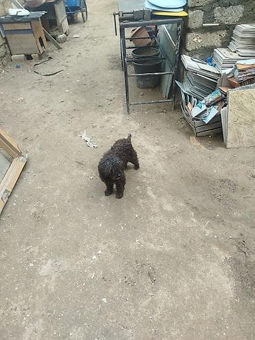 dok it: Peyvəndli — 2