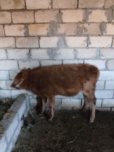 Куры: Yanı balalı inək 5 aydır doğub hal hazırda quru otla 5-6 litir süd — 6