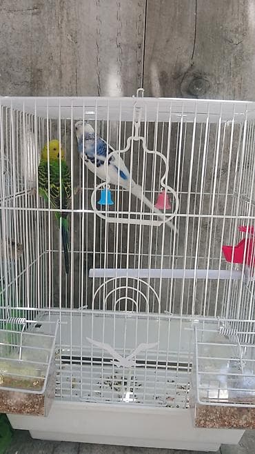 popuqaylar: Dalmatin və yaşıl-sarı rəngli iki dalğıc papuqay (budaq adı — 3