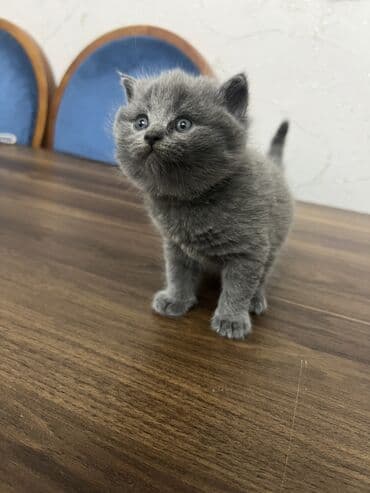 Britan, Erkək, Dişi, Ünvandan götürmə