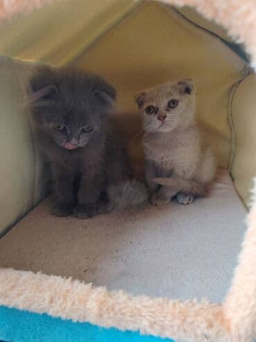 şotland pişik: Şotland — 5