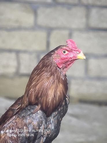 bıldırcın ne kadar: Barter de mumkundur 10 aylig tam saglam becedi almag isteyen tayin — 3