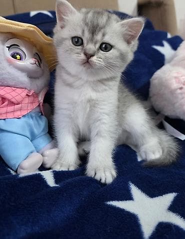 pisiyler: Britan — 5