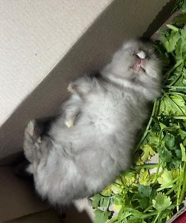 pitbul balaları: 🐰Dekorativ Lionhead bala dovsanlar 1 ayliq saglam, aktiv ve cox sirin — 6