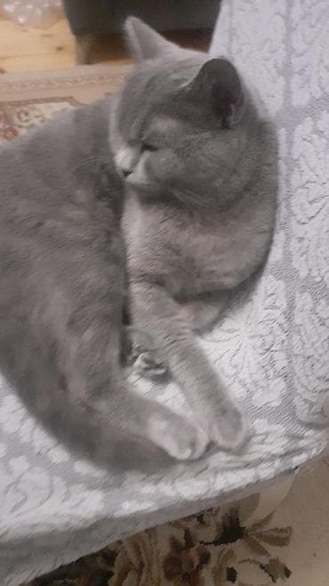 siyan pişik: Britan, Yaxşı əllərə — 2