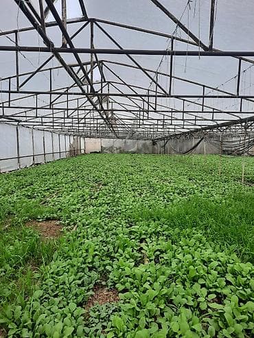 2 ci əl xalca: 8sotdu kayıtları işləkdir hem odunla həm yağla yanir materialı — 3