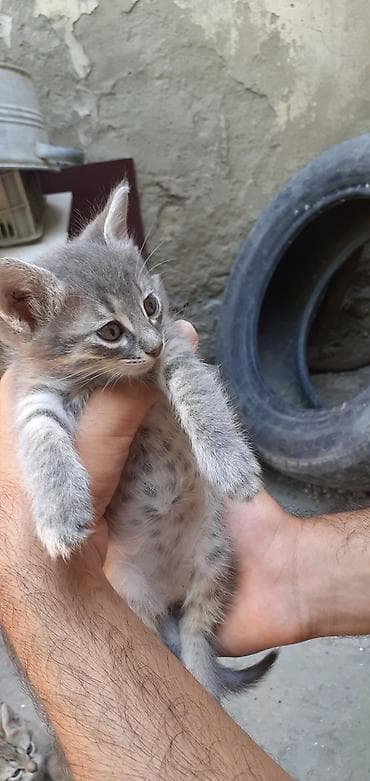 meyn kun: Tabbi, Erkək, Yaxşı əllərə, Ünvandan götürmə — 4