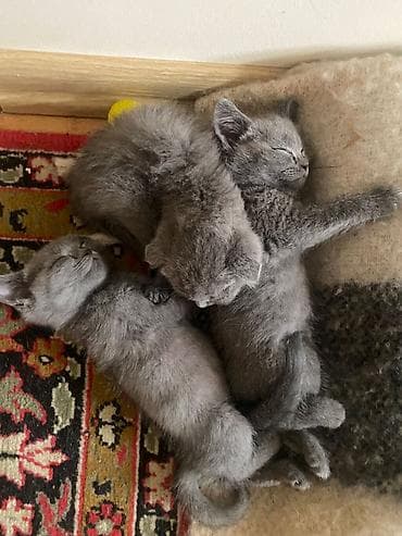 Pişiklər: Yaxşı əllərə — 2