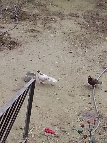 Məhsul: Evdə bəslənən göyərçinlər (bir neçə fərqli rəng və naxışda)