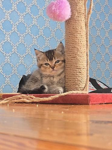 diri qaz: Britan — 3