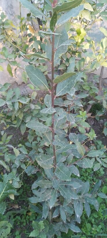 helba bitkisi faydaları: Məhsul: dəfnə (Laurus nobilis) – ədviyyat və dekorativ kollar Təsvir — 3