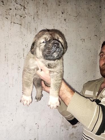 ev itlərinin satışı: Salam tecli satllır dagsdan sortudu 1aylxdır isdeyen zeng vura biler — 3